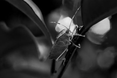 Close-up of spider on web