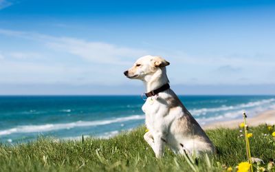 Side view of dog standing on grass at beach against sky