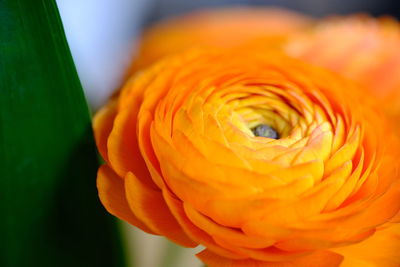 Close-up of orange rose