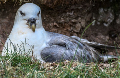 Close-up of a bird on field