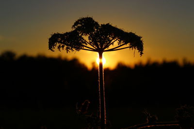 Close-up of plant growing on field