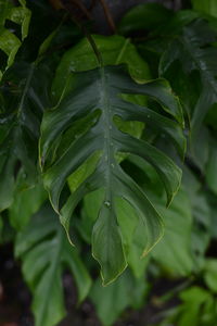 leaf