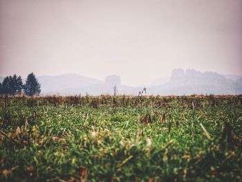 Scenic view of field against clear sky