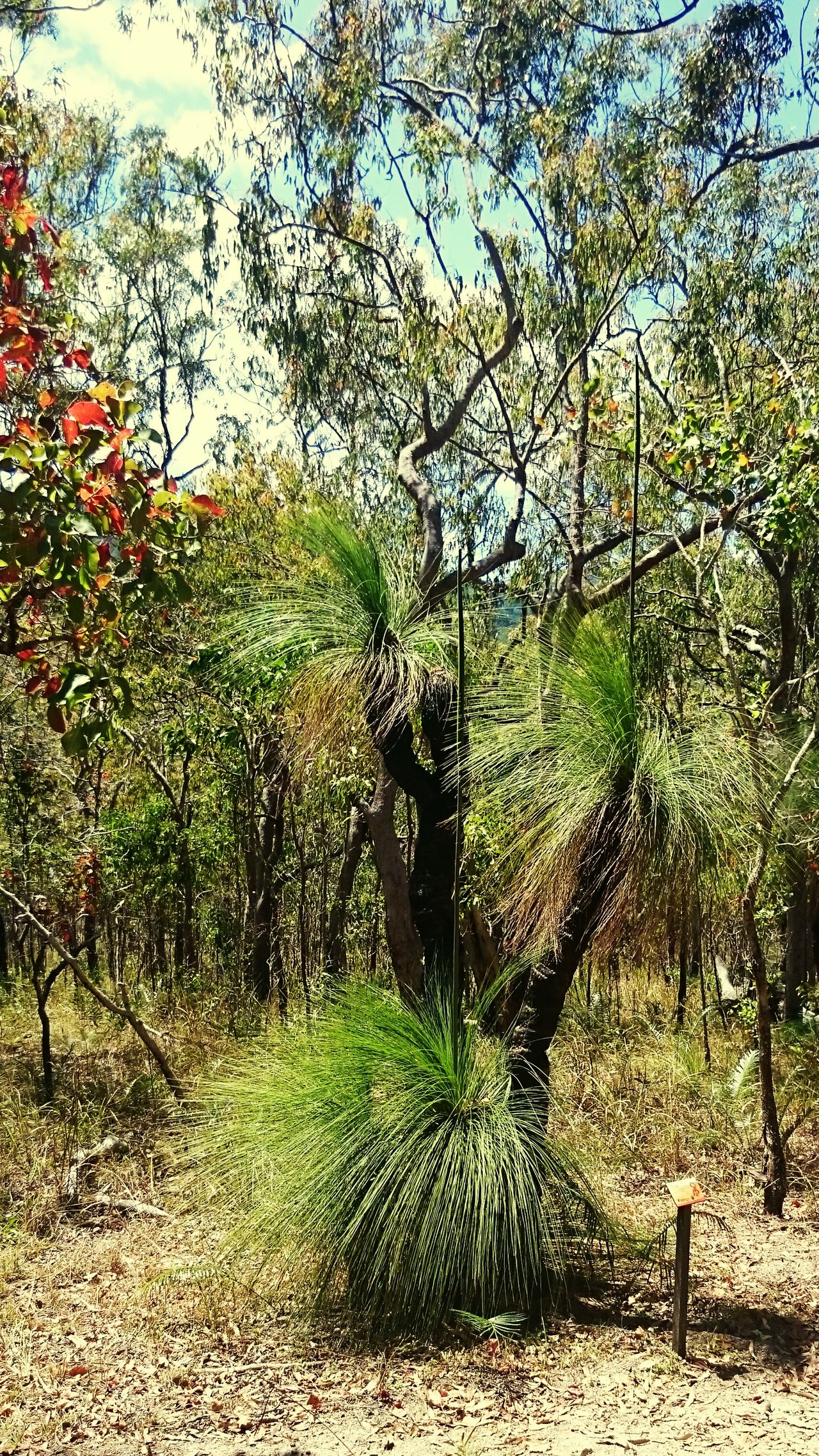 Nativeaustralianplant