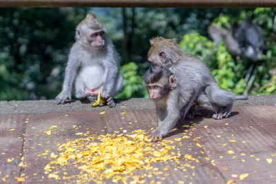 Monkeys sitting on ground