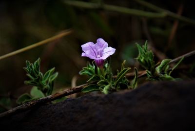 Close-up of purple flowering plant