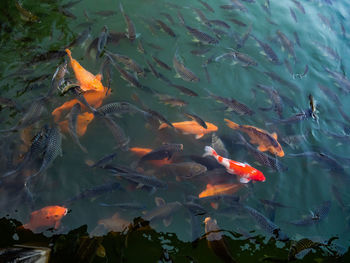 Fish swimming in lake