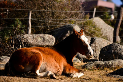 Close-up of goat