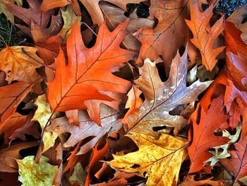 Full frame shot of autumn leaves