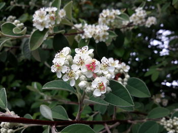 Close-up of white flowers blooming outdoors