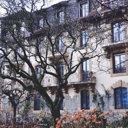 Bare trees and buildings in city