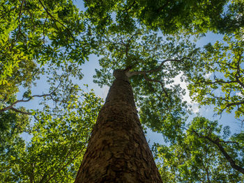 Low angle view of trees against sky