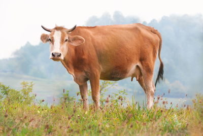 Cow standing in a field