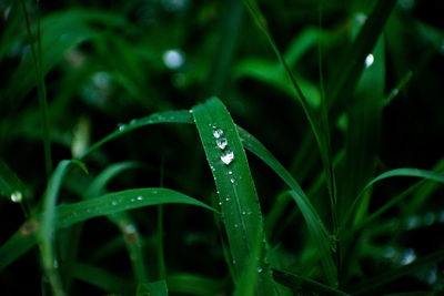 Close-up of wet plant during rainy season