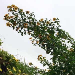 Low angle view of tree against clear sky