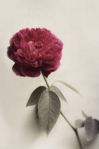 Close-up of flower against blurred background