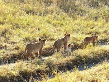 Lion cubs in grassy field