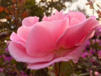 Close-up of pink rose