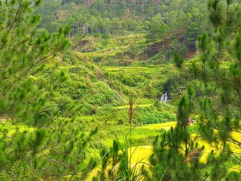 Scenic view of vineyard against trees in forest