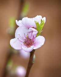 Close-up of pink flower