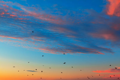 Low angle view of birds flying in sky