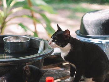 Close-up of a cat