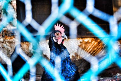 Close-up of rooster in cage