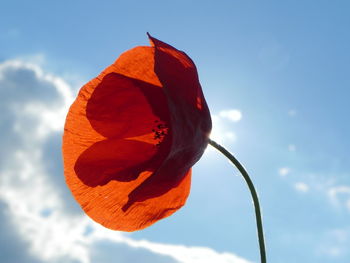 Low angle view of flower against sky