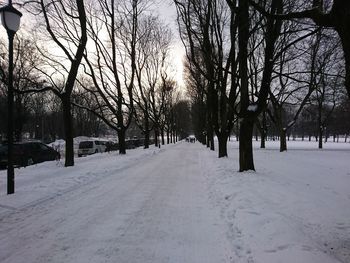 Trees on snow covered landscape