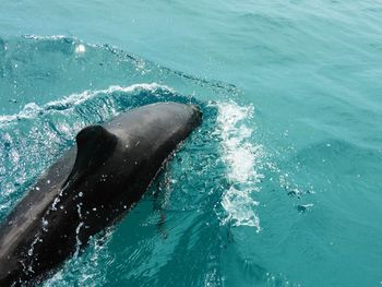 Dolphins in the caribbean sea, los roques, venezuela