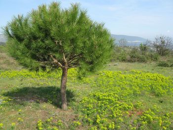 Plants growing on landscape against sky