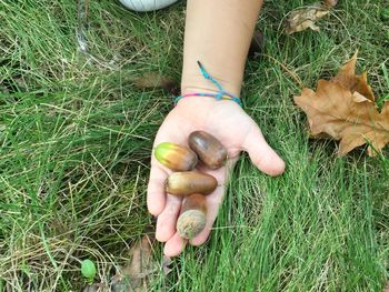 Close-up of person holding nuts on field