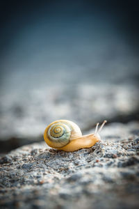 Close-up of snail on rock