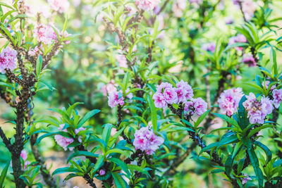 Close-up of pink flowering plants