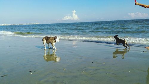 Dog running on beach