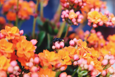 Close-up of honey bee pollinating on flower