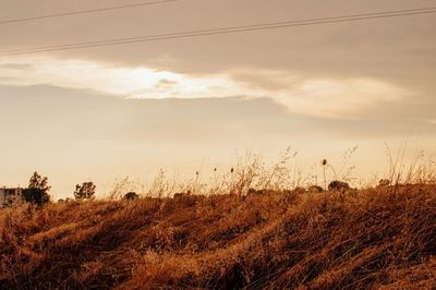Scenic view of field against sky at sunset