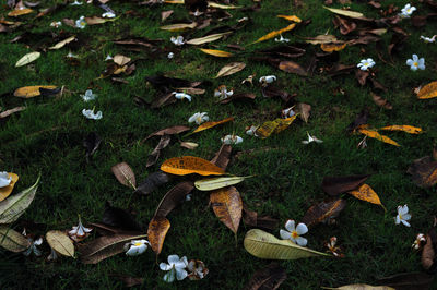 High angle view of autumn leaves on field