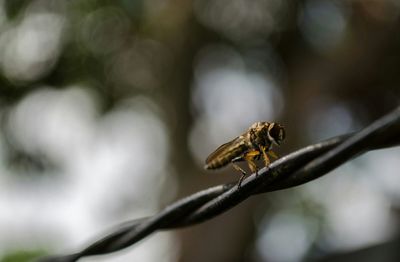 Close-up of insect