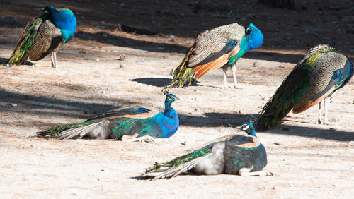 View of peacock on field