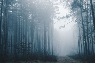 Footpath amidst trees in forest during foggy weather