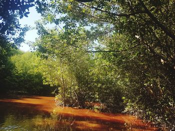 Trees in forest