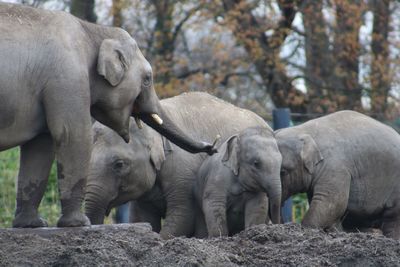 View of elephant in zoo