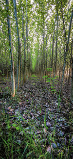 Trees growing in forest