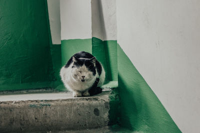 Portrait of cat by wall