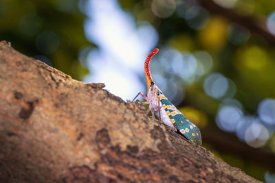 Close-up of insect on branch