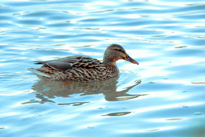 Duck swimming in lake