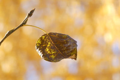 Close-up of dry leaf on twig