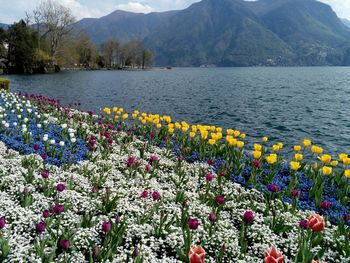 Scenic view of lake against mountain range