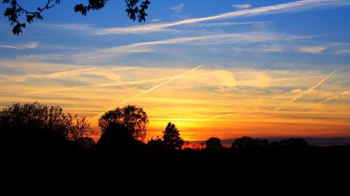 Silhouette of trees at sunset